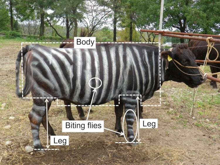 image for Painting 'Zebra Stripes' on Cows Wards Off Biting Flies