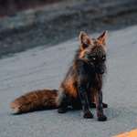 image for This is a cross fox, a red fox that's partially melanistic giving it black patches along with the regular red.