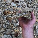 image for 🔥 Alligator Gar skull I found while hiking today