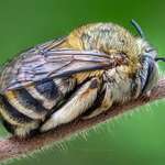 image for Does a cute sleeping bee count for this community?