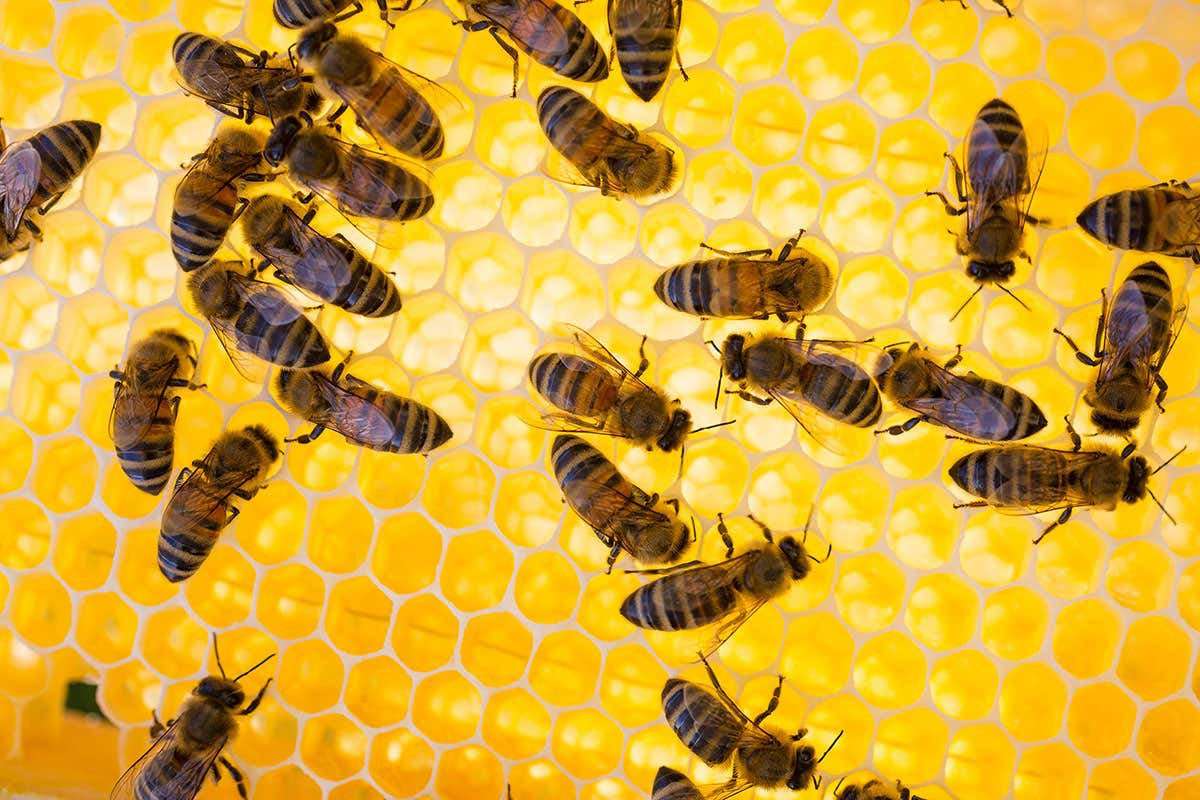 image for Bees are better at counting if they are penalised for their mistakes