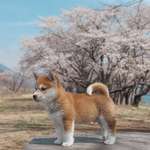 image for a beautiful akita inu during a Japanese spring.