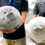 image for Osaka Aquarium just stepped up their gift shop game with these fat seal plushies