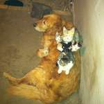 image for This was my dog when I was growing up, when it would get cold out, he’d let all the kittens sleep on his back to stay warm.
