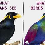 image for Human vs bird vision