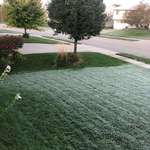 image for My grass is an inch lower...and got frost. My neighbors did not