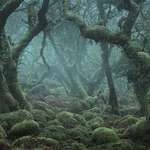 image for "Enchanted" Forest in Devon, England