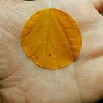 image for The way the veins of the leaf align on the creases of the hand