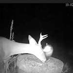 image for 🔥 Possum pulling ticks off a deer's face. Tick infestations are serious in the dry months and have even killed young ones. Possums love to eat ticks. This trail cam photo shows how nature in balance works 🔥