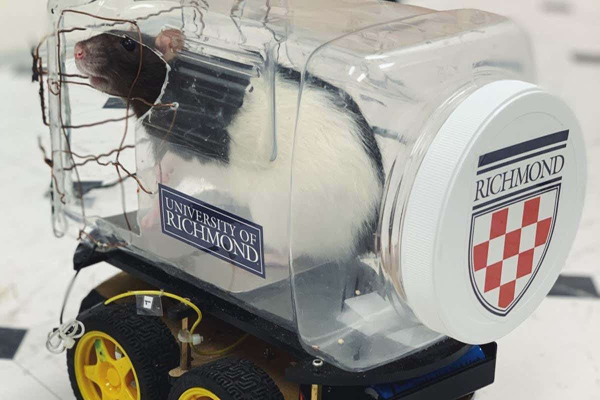 image for Scientists have trained rats to drive tiny cars to collect food