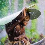 image for A photographer named Andrew Suryono was about to take his camera away due to rain until he noticed an orangutan using a leaf as an umbrella. He quickly snapped this amazing shot which got him an honorable mention in a 2015 National Geographic Photo Contest