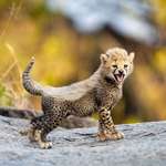 image for This might be the most photogenic cheetah cub in Africa.