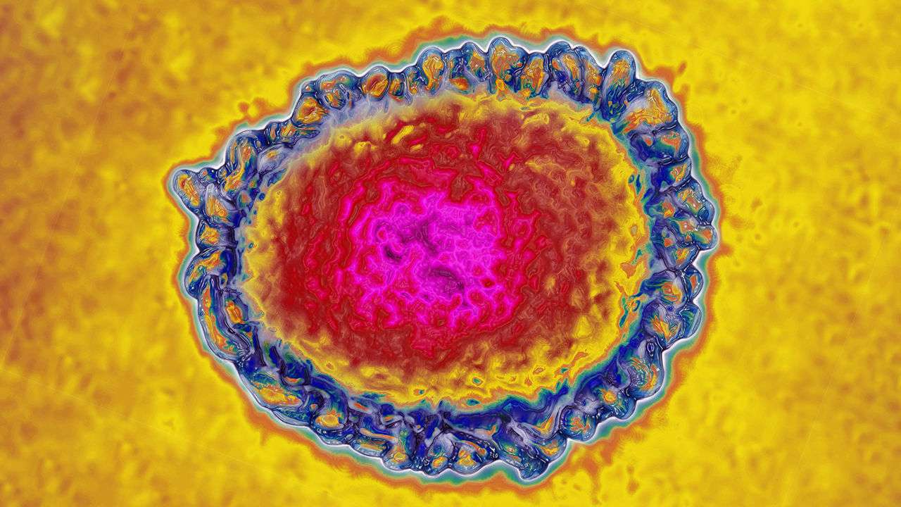 image for New drug forces flu virus into ‘error catastrophe,’ overwhelming it with mutations