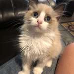 image for Just adopted this kitty. His name is Butter!