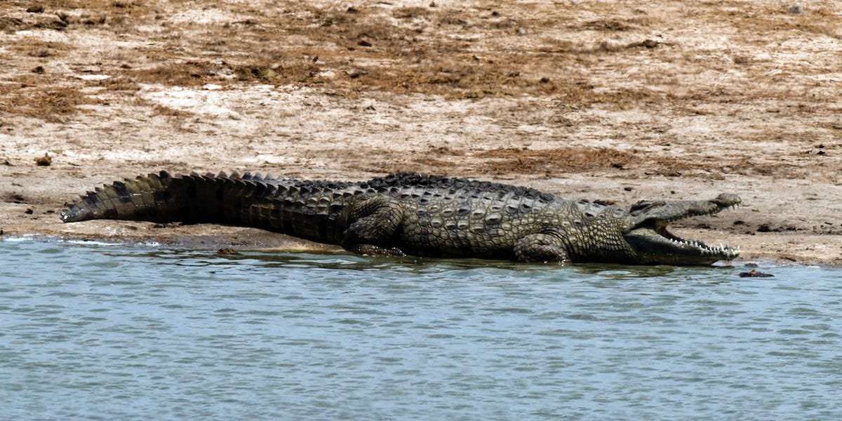 image for An 11-year-old girl in Zimbabwe jumped on top of a crocodile and gouged its eyes out when it attacked her 9-year-old friend