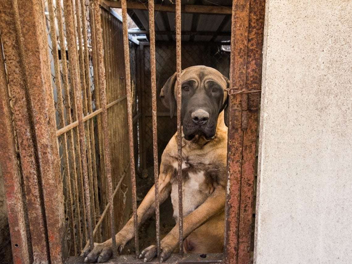 image for Last dog meat slaughterhouse in Seoul, South Korea, dismantled