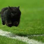 image for PsBattle: Black Cat on Monday Night Football in New York