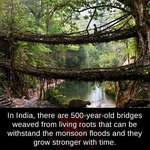 image for Indian root bridges