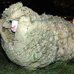 image for “Shrek" (1994-2011) was a Merino Sheep from New Zealand. He escaped and avoided shearing for six years by hiding in a cave