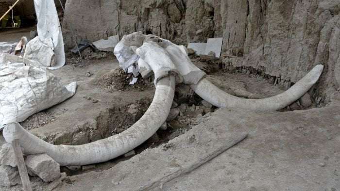 image for Mammoth skeletons and 15,000-year-old human-built traps found in Mexico