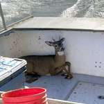 image for A lobster catcher in Maine rescued a deer 5 miles off the coast in the ocean this week