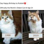 image for Oldest cat.