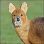 image for 🔥 Water deer have no antlers, instead they have sharp upper canine teeth! 🔥