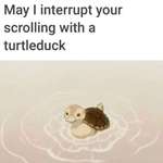 image for Blessed_Turtleduck