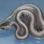 image for A rare silver morph ball python