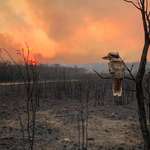 image for 🔥 Kookaburra looking on its destroyed home after a bushfire passed through (Wallabi Point NSW, photo by Adam Stevenson)