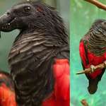 image for 🔥 Meet the famous “Dracula Parrot" in all its glory (by Peter Tan) 🔥
