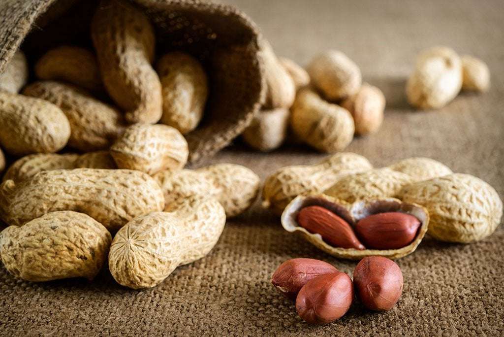 image for Antibody injection stops peanut allergy for 2 to 6 weeks, study shows