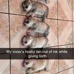 image for blessed_huskybirth