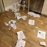 image for When you're a teacher and your dog eats everyone's homework...