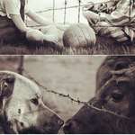 image for Same holocaust, different species