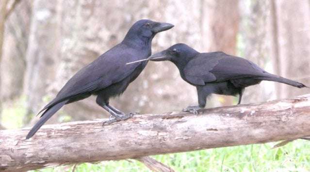 image for Delay of Gratification in Kids and Crows