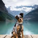 image for Levi the mini Aussie puppy at Lake Louise in Banff