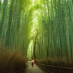 image for This bamboo forest in Kyoto, Japan