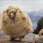 image for This sheep ran away Into a cave to avoid getting sheared, 6 years later the sheep was found