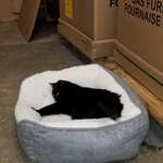 image for Shop kitty got a real bed. She's been making bread in there all day.