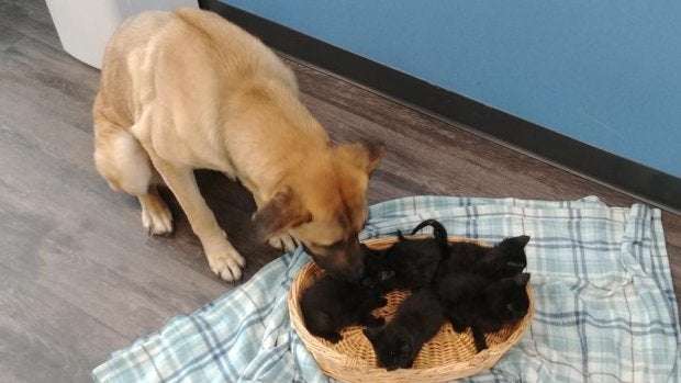 image for Stray dog found sheltering five kittens from the cold on Ont. road