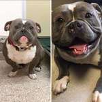 image for These are Frank’s before and after adoption pics :)