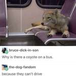 image for Blessed_coyote