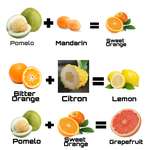 image for All Common Citrus fruits are hybrids of others.