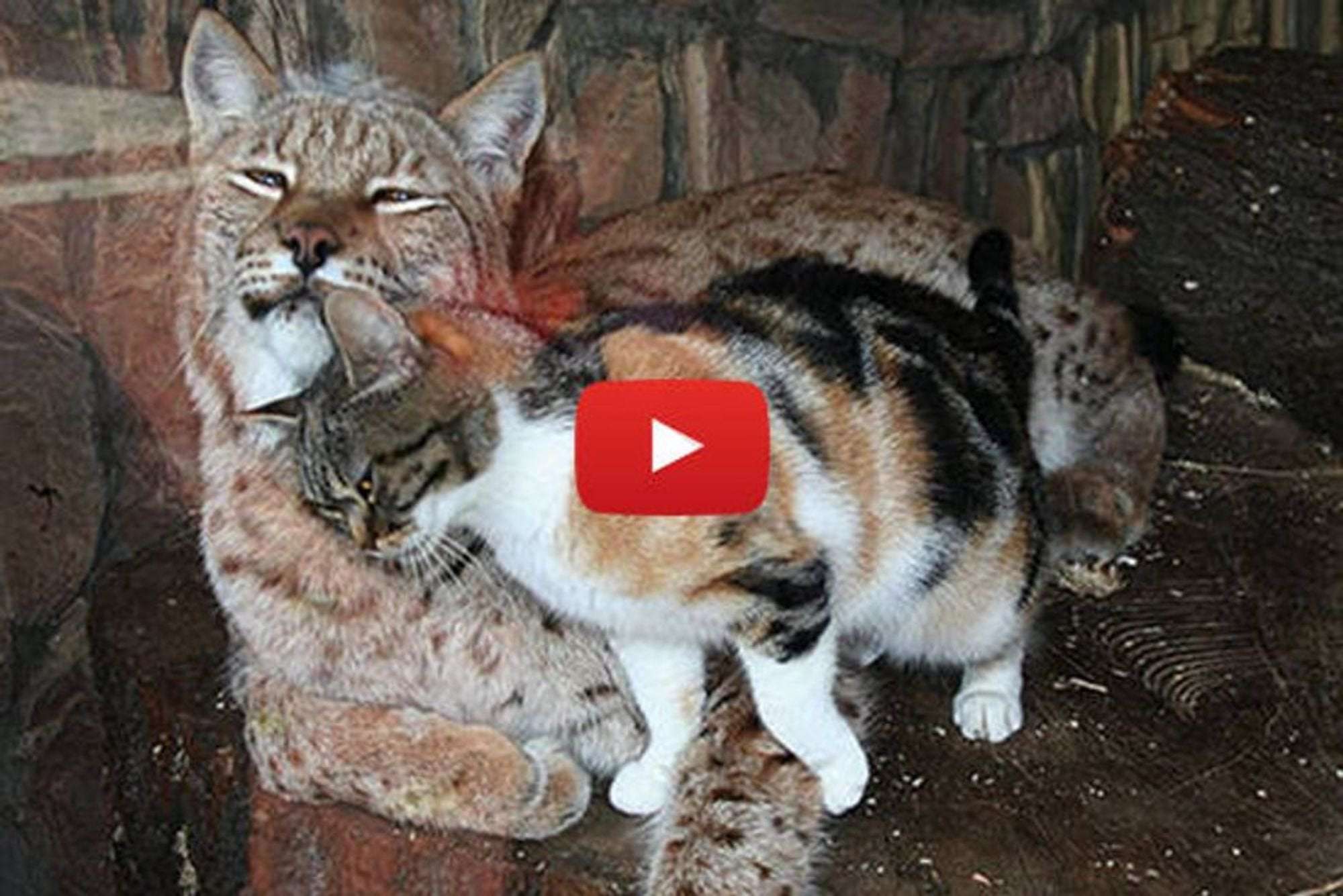 image for Cat And Lynx Become Inseparable Friends