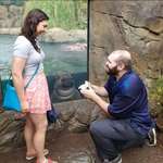 image for Baby hippo photobombing this couple's engagement photo