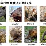 image for "Overhearing people at the zoo who didn't read the signs showing what the animal is" Starter Pack