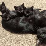 image for My cat had all black kittens