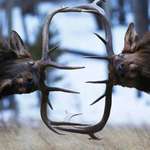 image for 🔥 Northern elk butting heads. (Credit: Zach Rockvam) 🔥
