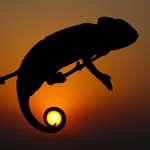 image for A chameleon appearing to grasp the sun with its tail (by Mehmet Karaca)